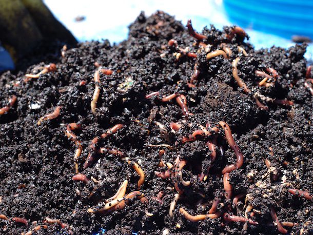 20131003-worms.jpg