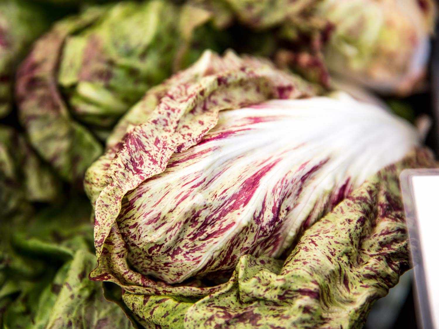 Heads of red and green variegated lettuce at Willow Wisp Organic Farm farmers market stand
