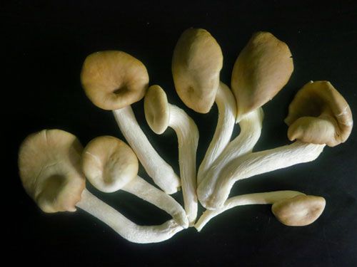 Mushrooms laid out in a fan-like pattern on a black background.