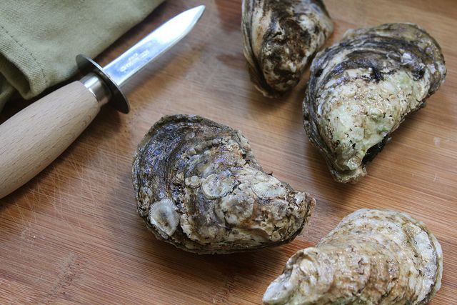 Raw oysters in shell and a shucking knife.
