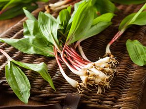 A bunch of ramps on top of a wicker basket. 
