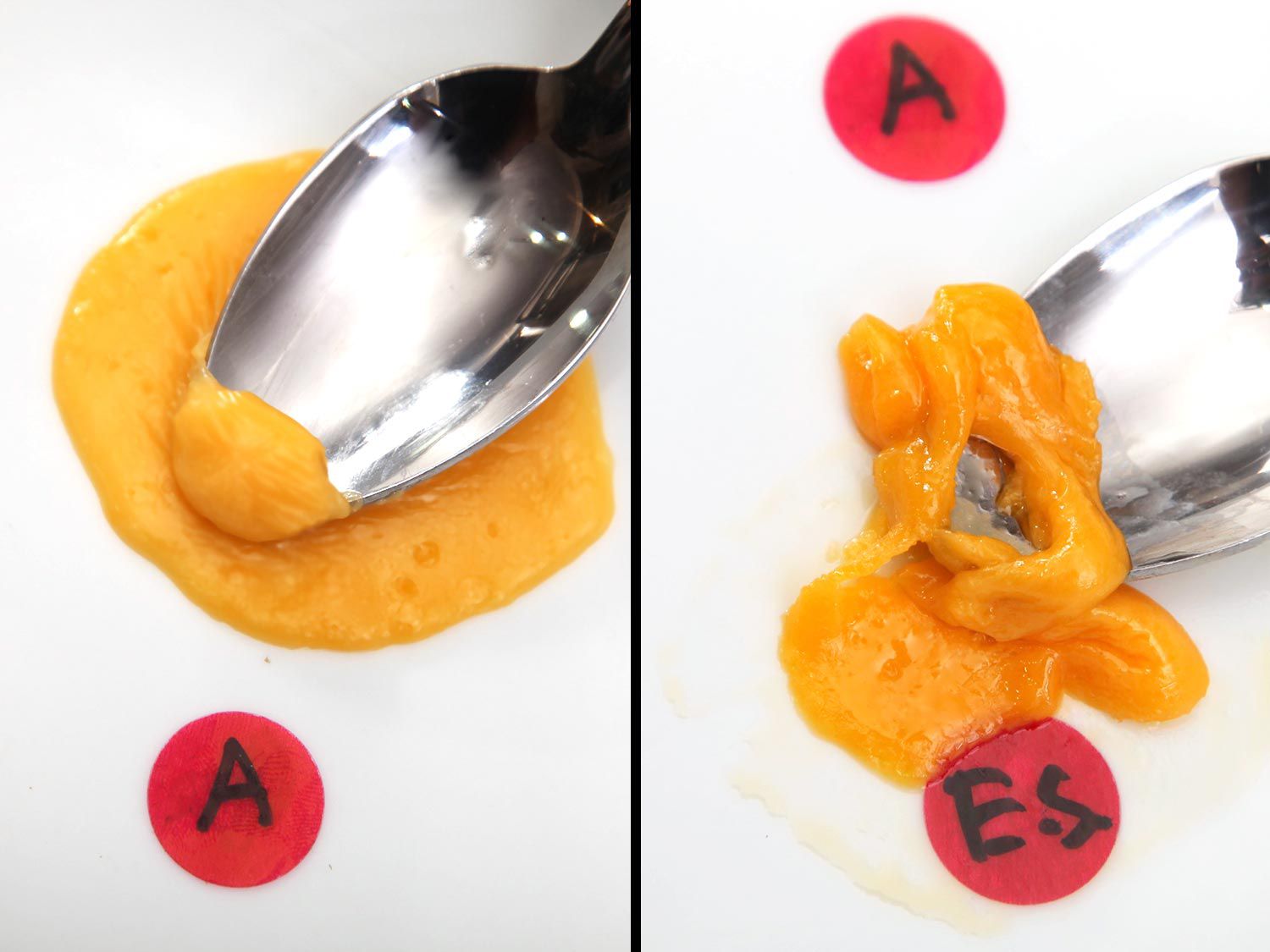 Comparing the melting qualities of American and cheddar cheeses. American cheese (left) has chemical salts that help it melt smoothly. Cheddar (right) breaks as it melts.