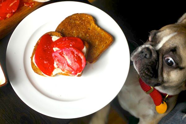 The author's dog, named "Dumpling," staring from below at a white porcelain plate holding two slices of toast, one of which is spread with mayonnaise and holding sliced ripe tomatoes.