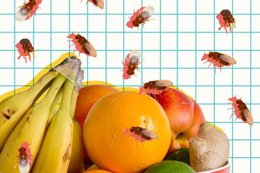 Graphic of fruit flies surrounding a bowl of fruit.