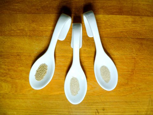 20101103 yeasts 3.JPG