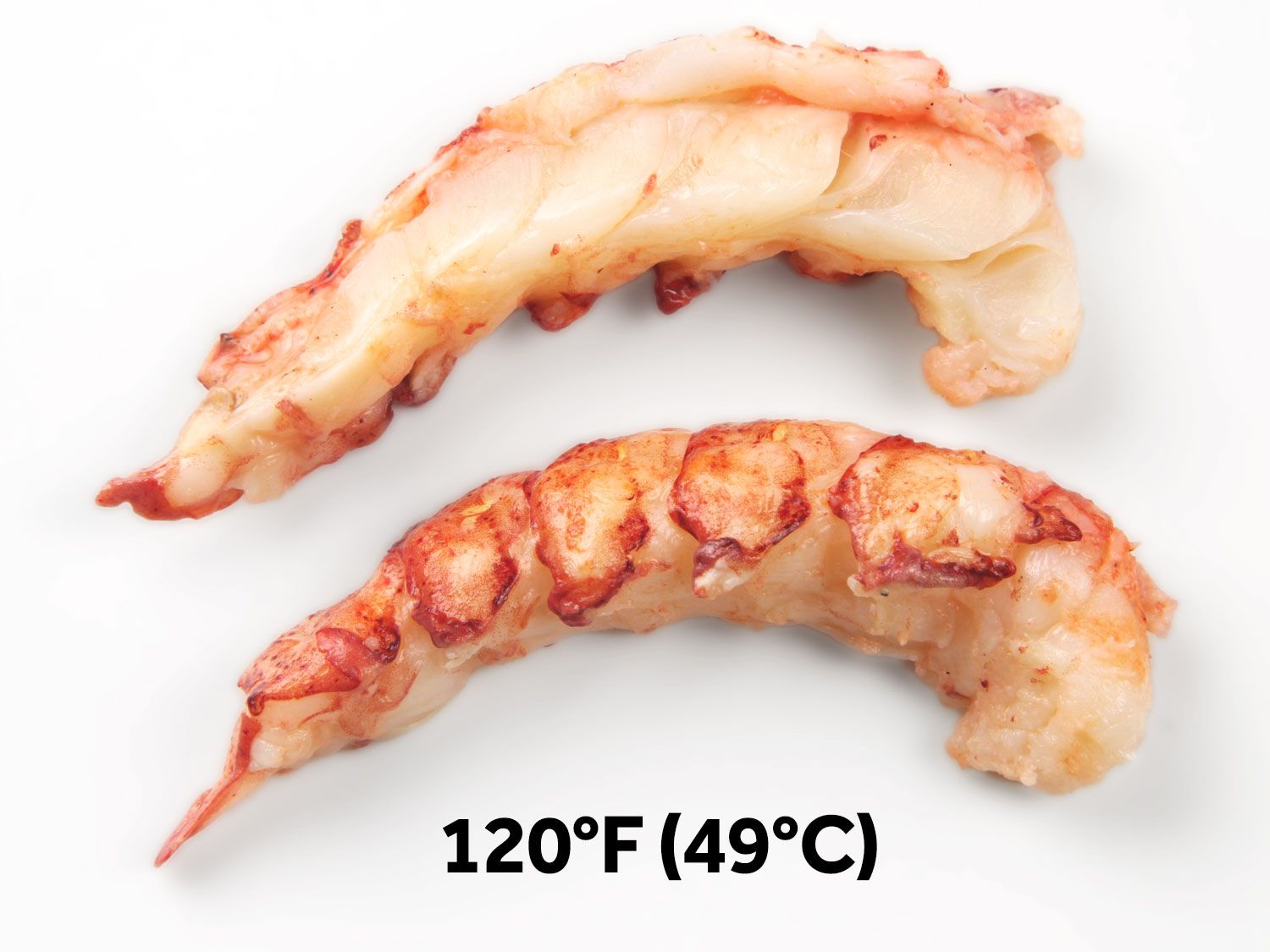 Overhead view of a lobster tail that's been halved to show the interior color. Black text reads: "120 degrees Fahrenheit (49 degrees Celsius)."