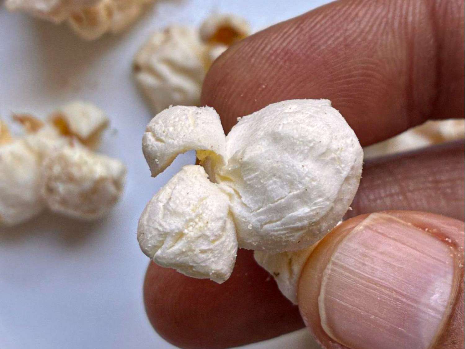 Closeup of a hand holding a popped popcorn kernel detailed view with other kernels in the background