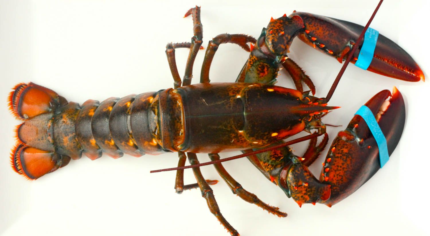 A live Maine lobster with bound claws.