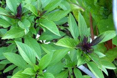 A Thai basil plant. 