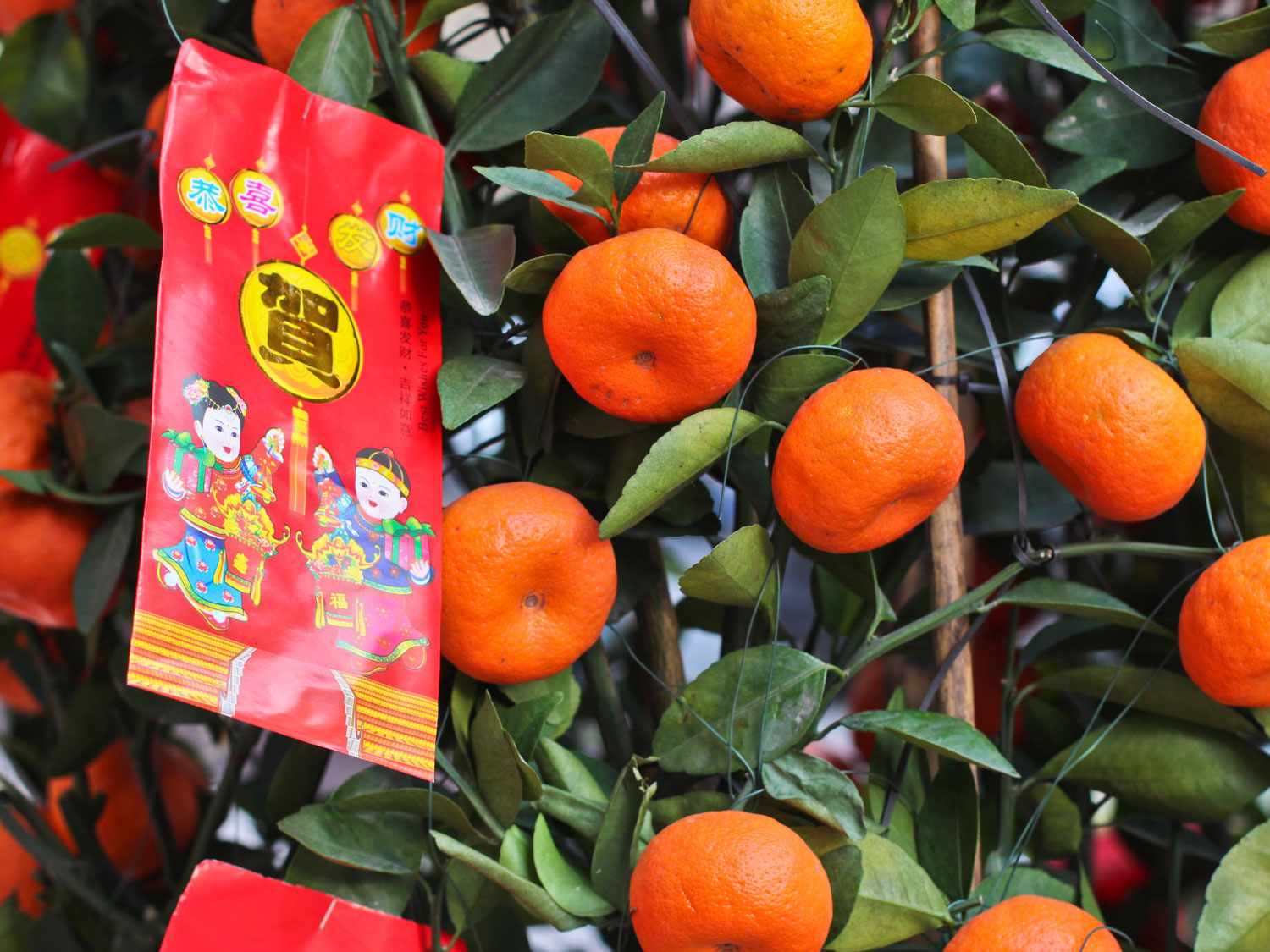 Mandarin oranges on display.