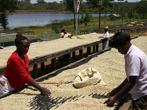 20140617coffeeprocessingkenya.jpg