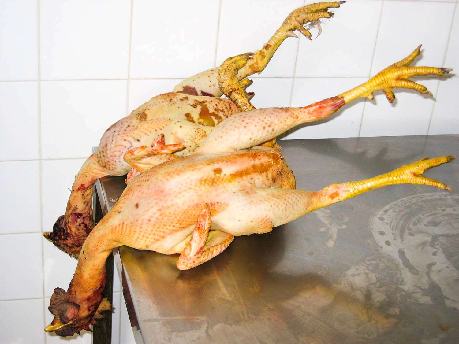 Two plucked roosters placed on a prep table, their heads dangling off the edge.