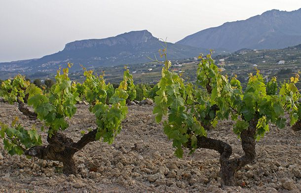 vineyard in spain