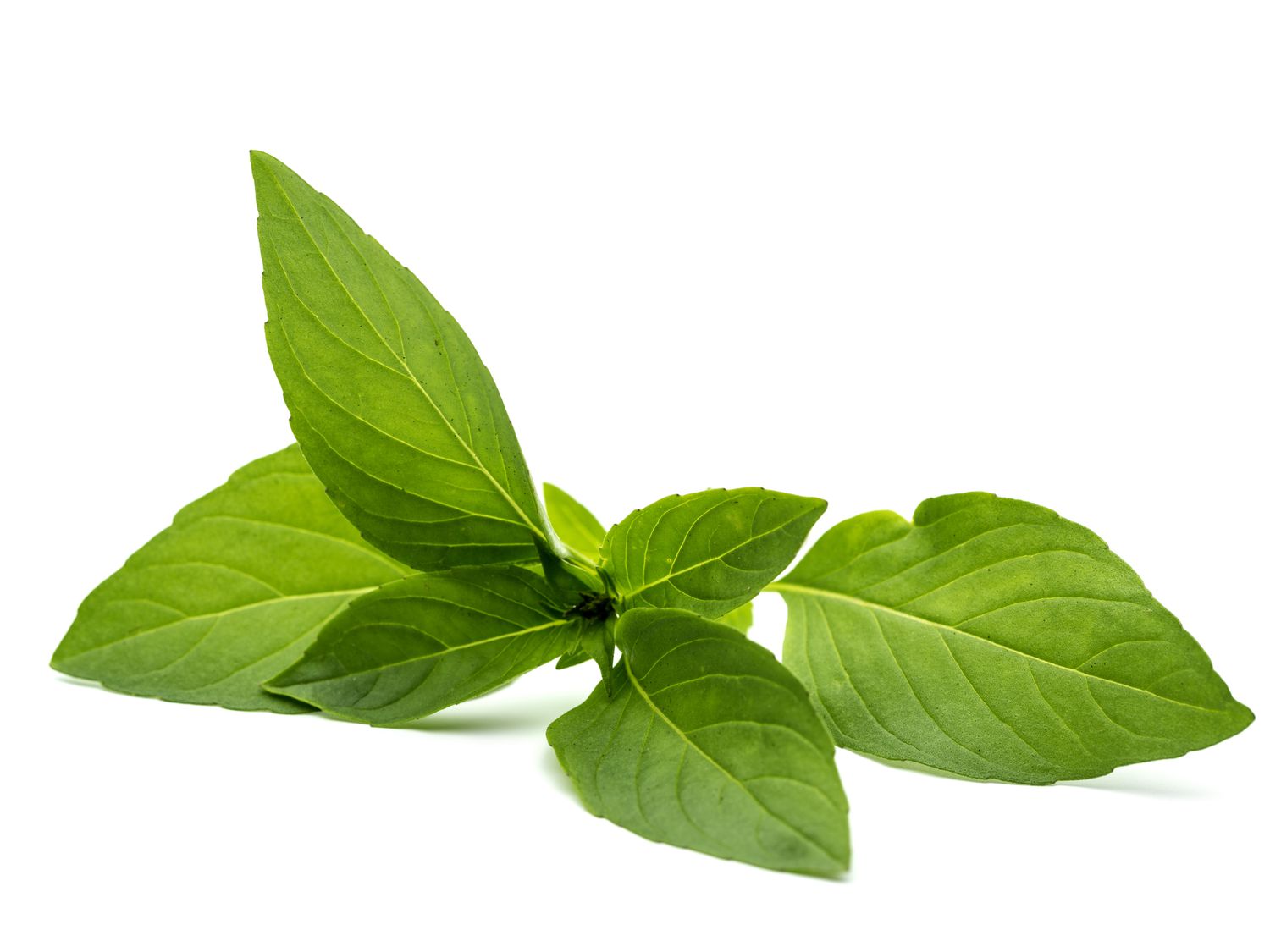 Thai Basil