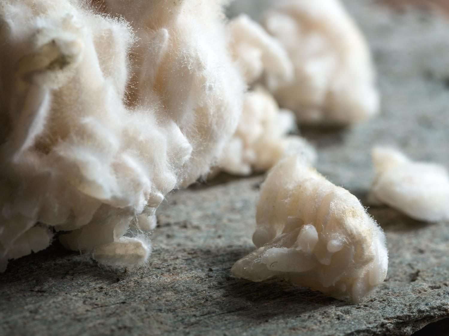 Closeup of rice inoculated with koji-kin.