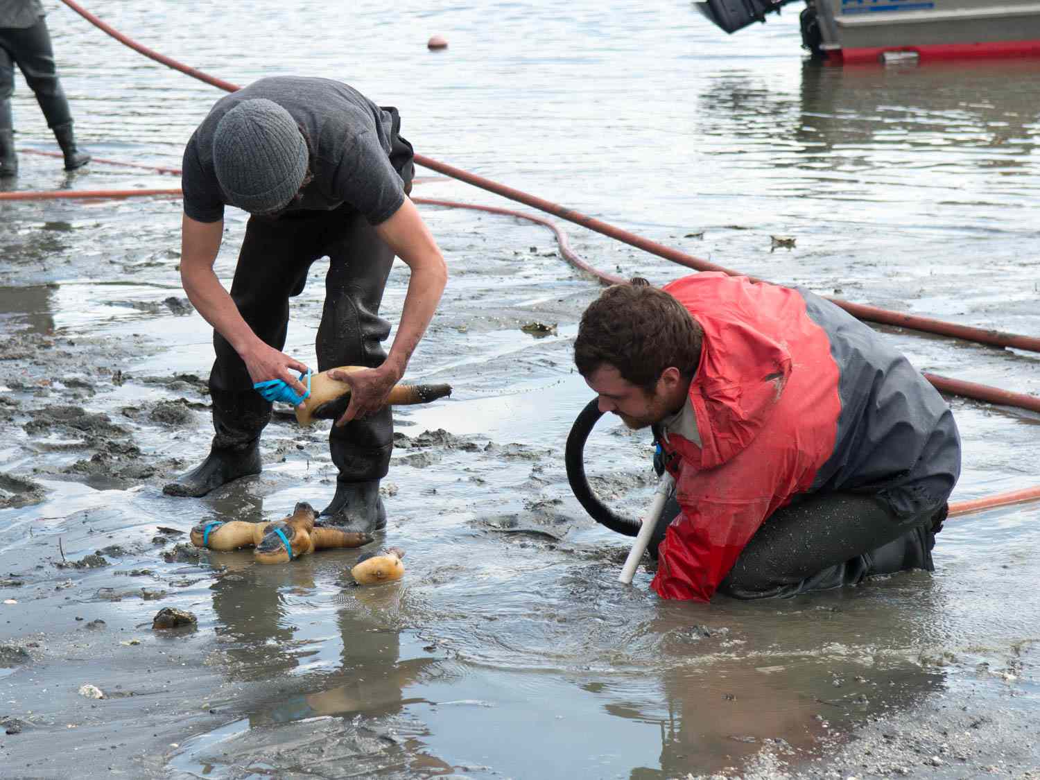 05062105-tomky-geoduck-digging-banding.jpg