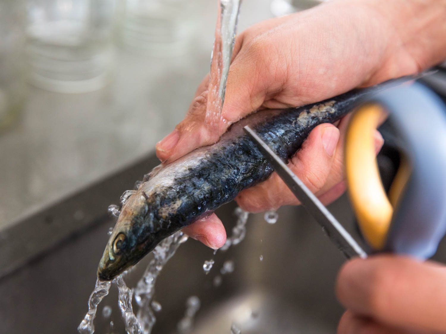 Using running water and the blade of scissors to clean the scales off a fresh sardine.