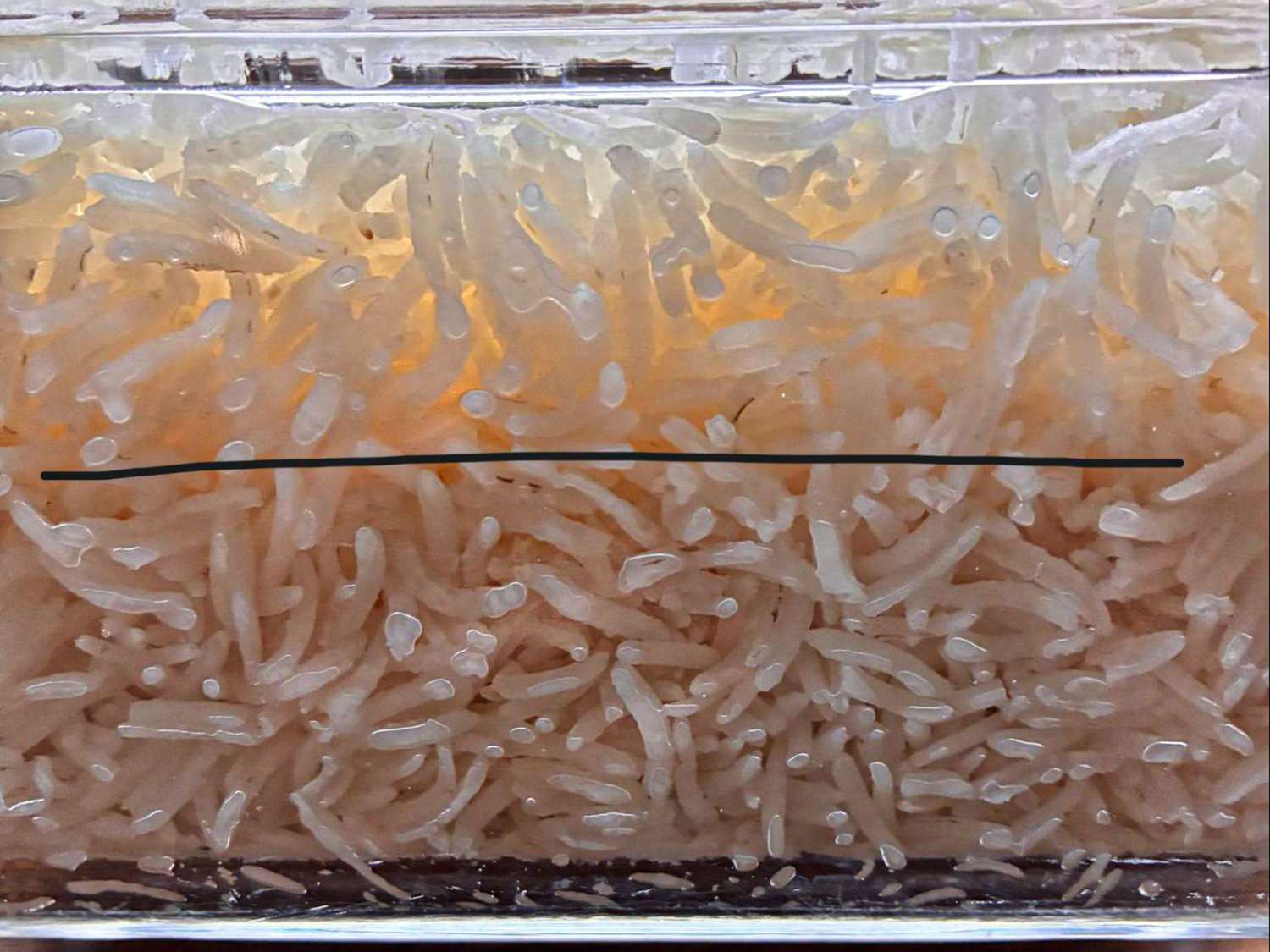 Rice soaking in water with a marked level line in a transparent container