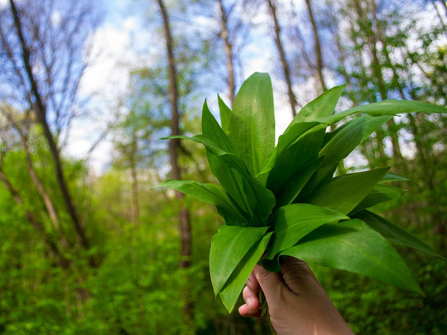 A hand holding a bunch of ramp leaves in the woods
