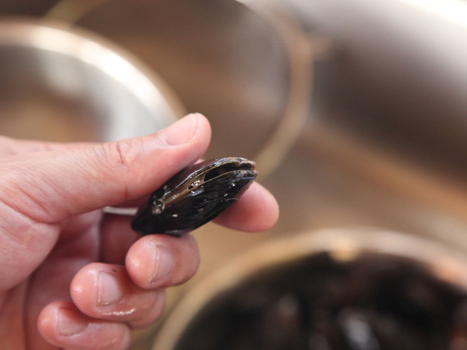 A hand inspecting a gaping mussel. 