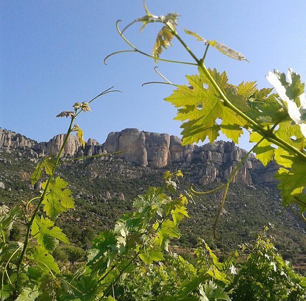 upward view of steep terrain in Priorat vineyard