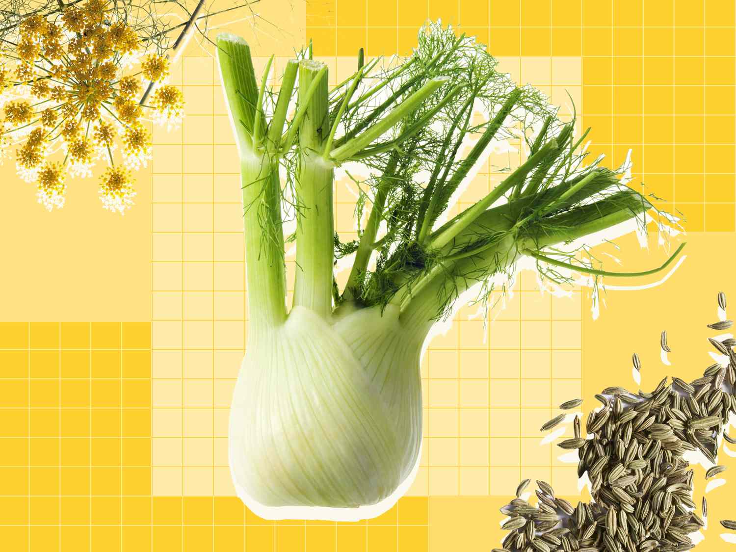 Fennel Graphic