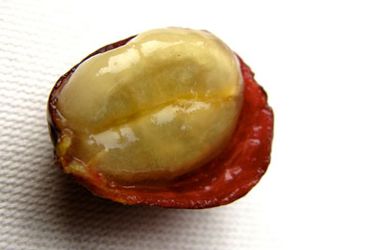 20110106-131020-coffee-bean-cherry-primary.jpg