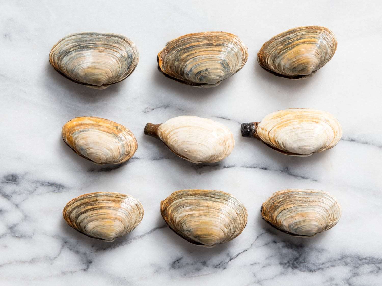 Nine variations of steamer clams.