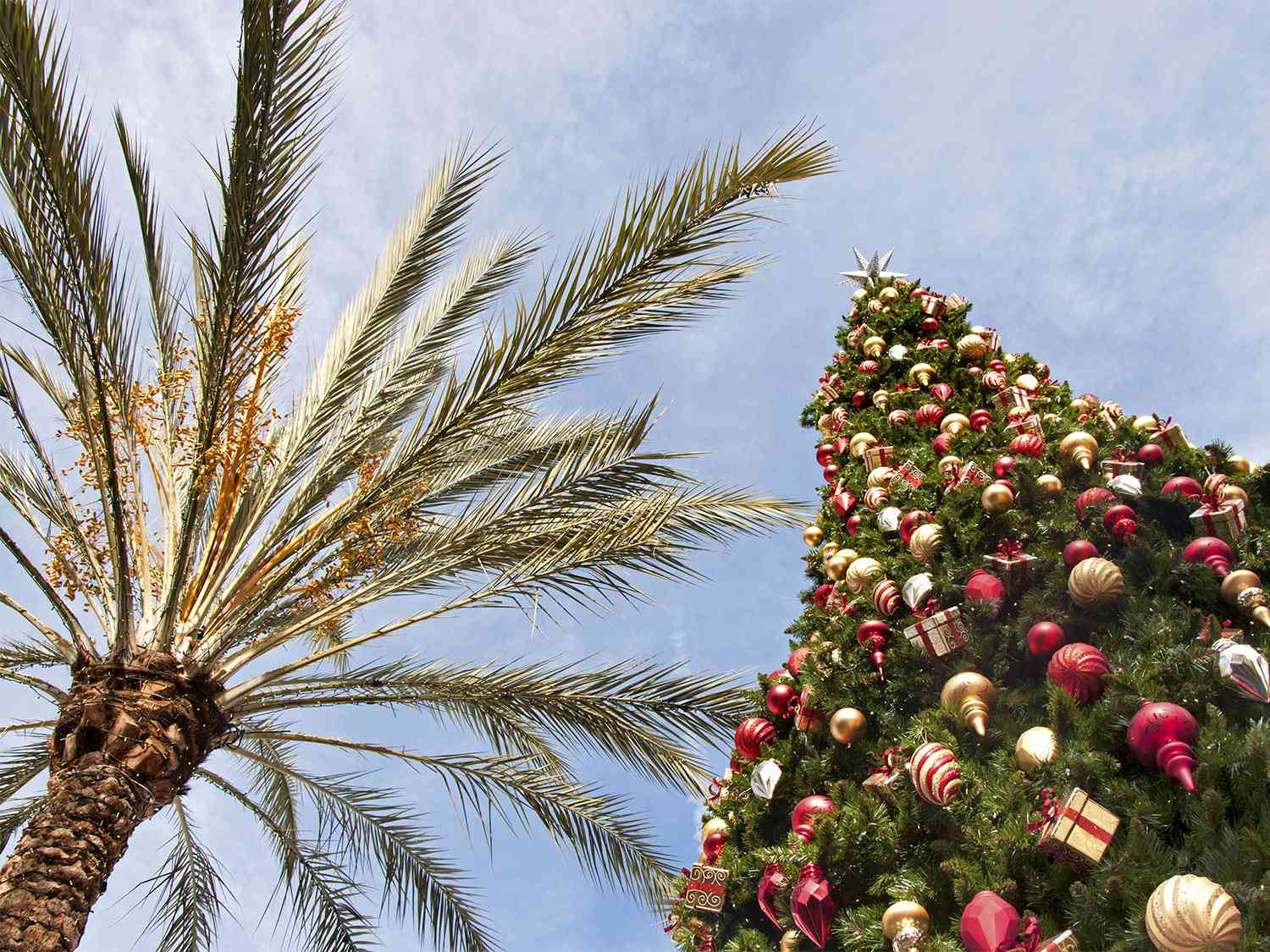 xmas-florida-shutterstock_339555668.jpg