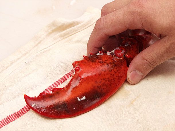 Placing the large part of a lobster claw on a dish towel