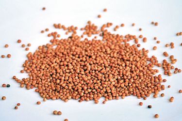 Mustard Seeds