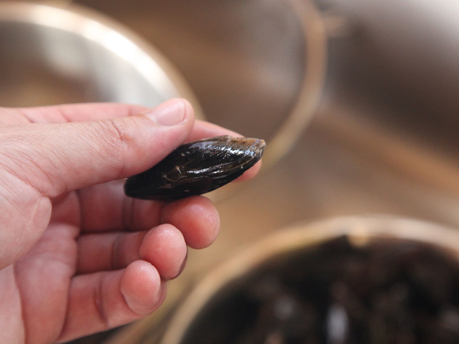 A hand holding a mussel over a sink.