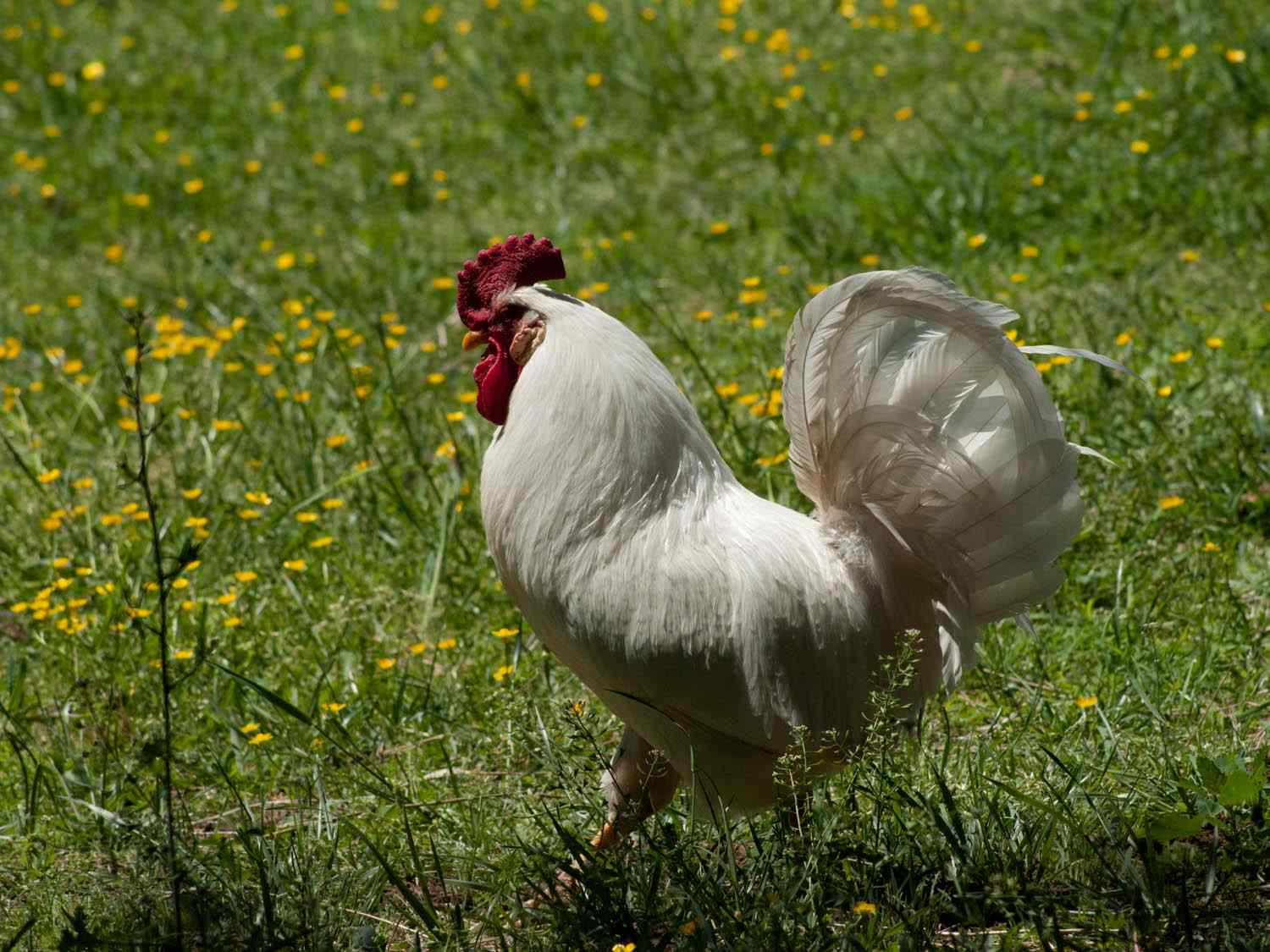 A live white-feathered chicken in a field. 