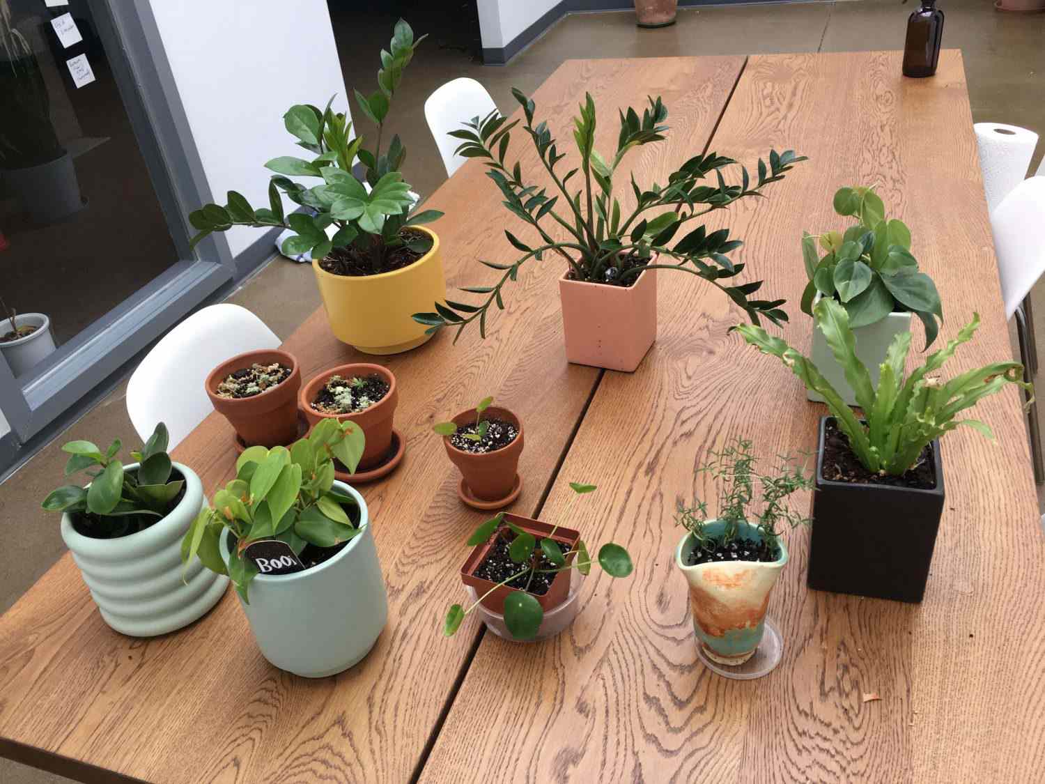 Desk plants arrayed on a large table