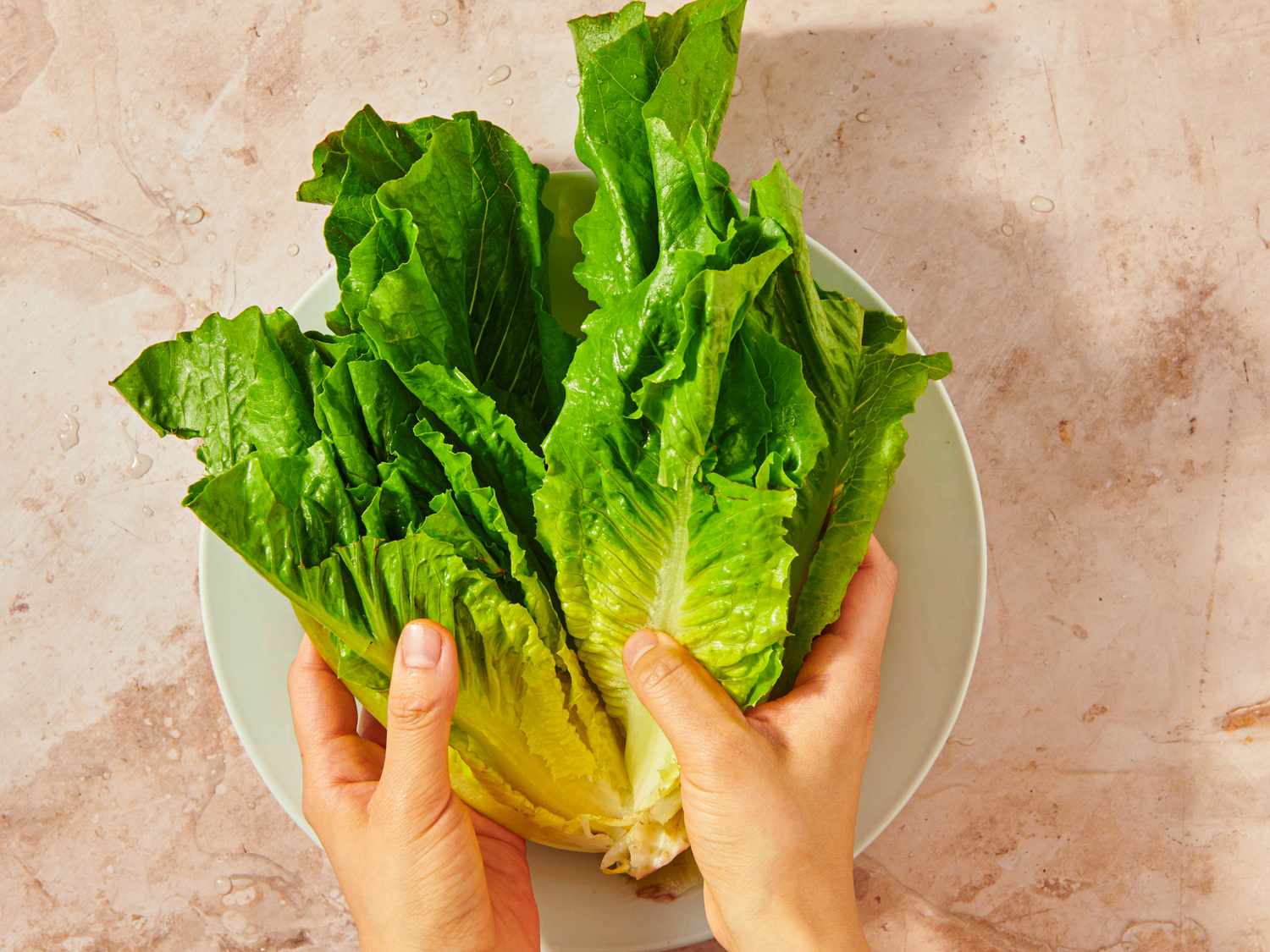 Hands holding romaine lettuce on a plate