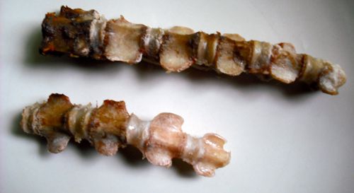 A skeletal remains of a cooked pig's tail.