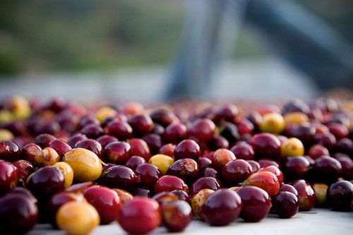 20110106-131020-coffee-beans-ripe.jpg