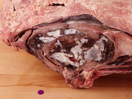 Mold growing on the side of a piece of meat.