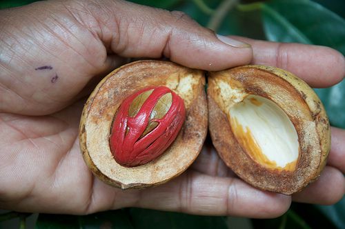 Nutmeg fruit split open showing blades of mace