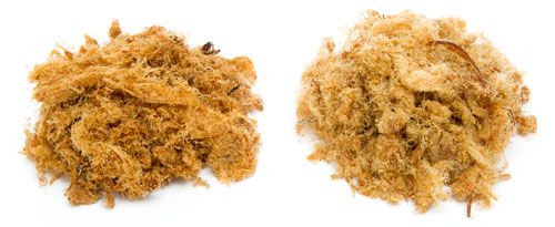 A comparison of pork sung on the left and pork fu on the right. 