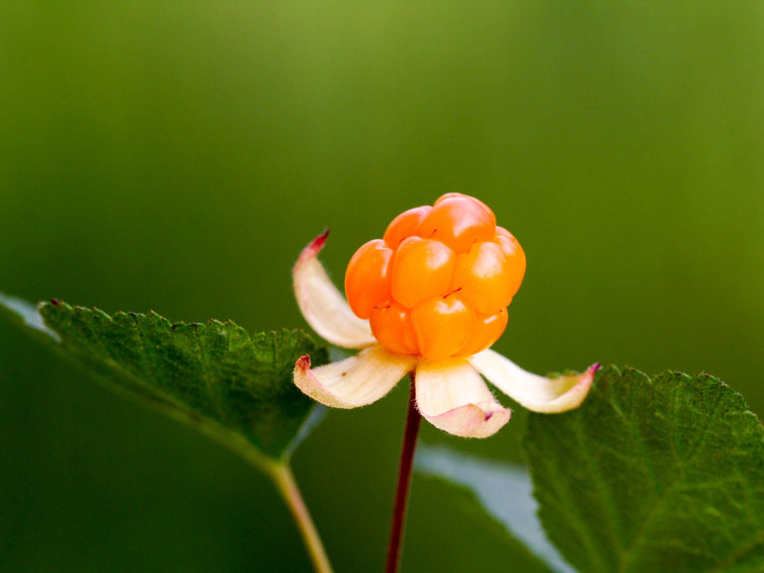 Closeup of a bright orange cloudberry on a stem