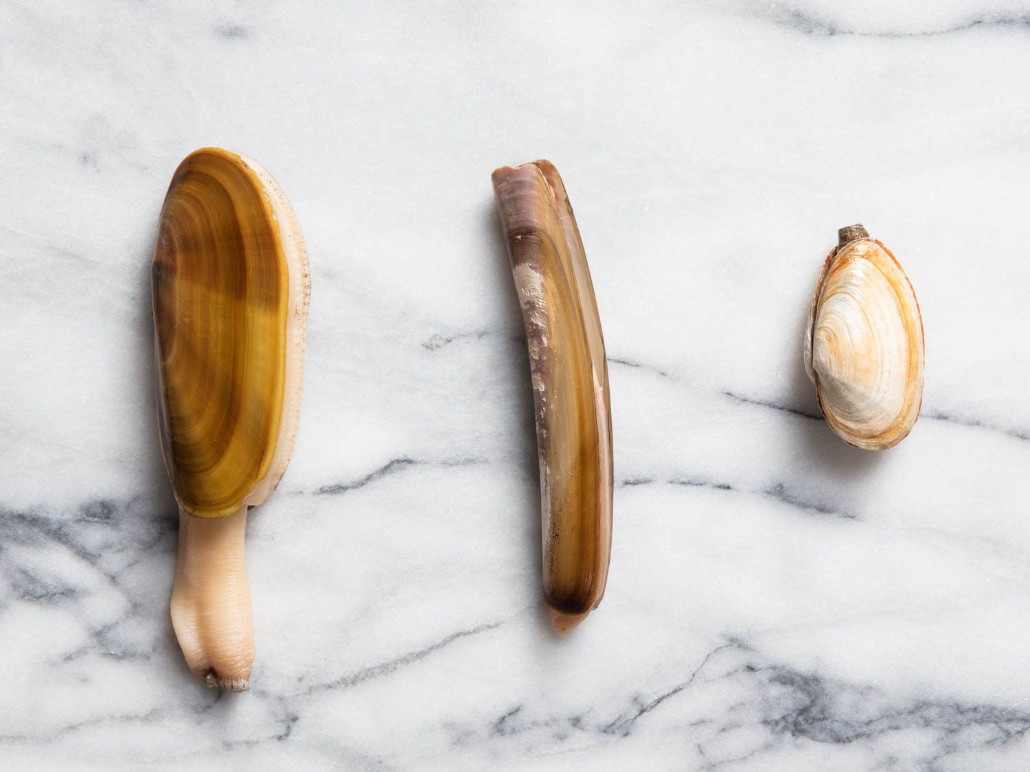 Overhead view of Pacific Razor, Atlantic Razor, and Steamer clams in shell.