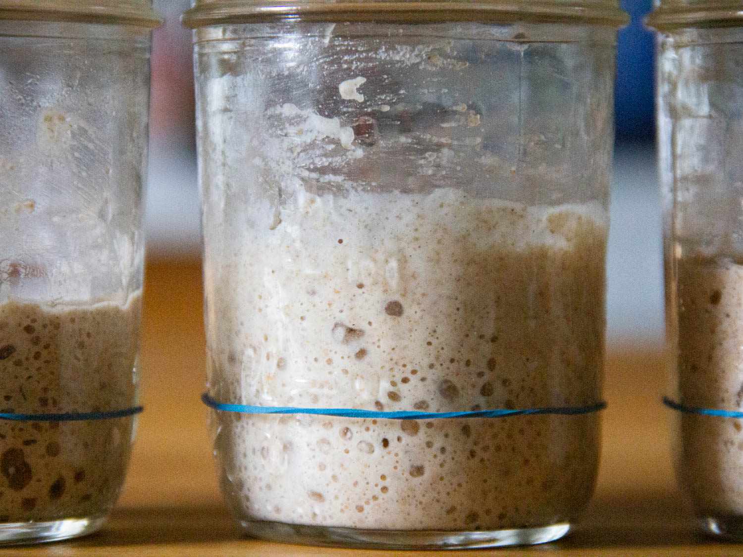 An active sourdough starter in a glass jar: small air bubbles are visible and the starter is roughly three times higher than where it started, as marked by a rubber band.