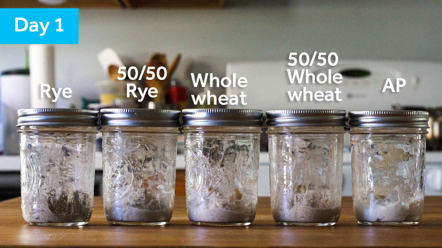 Five sourdough starter samples on day 1, each in its own jar. The flour choices are: 100% all-purpose flour; 100% whole wheat flour; 100% rye flour; a 50/50 blend of whole wheat flour and all-purpose flour; and a 50/50 blend of rye flour and all-purpose flour.