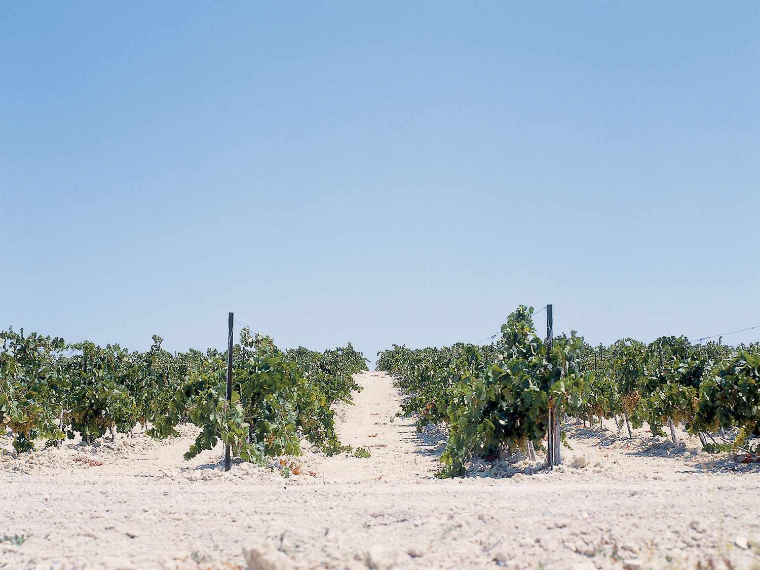 Sherry vineyard in Albariza soil