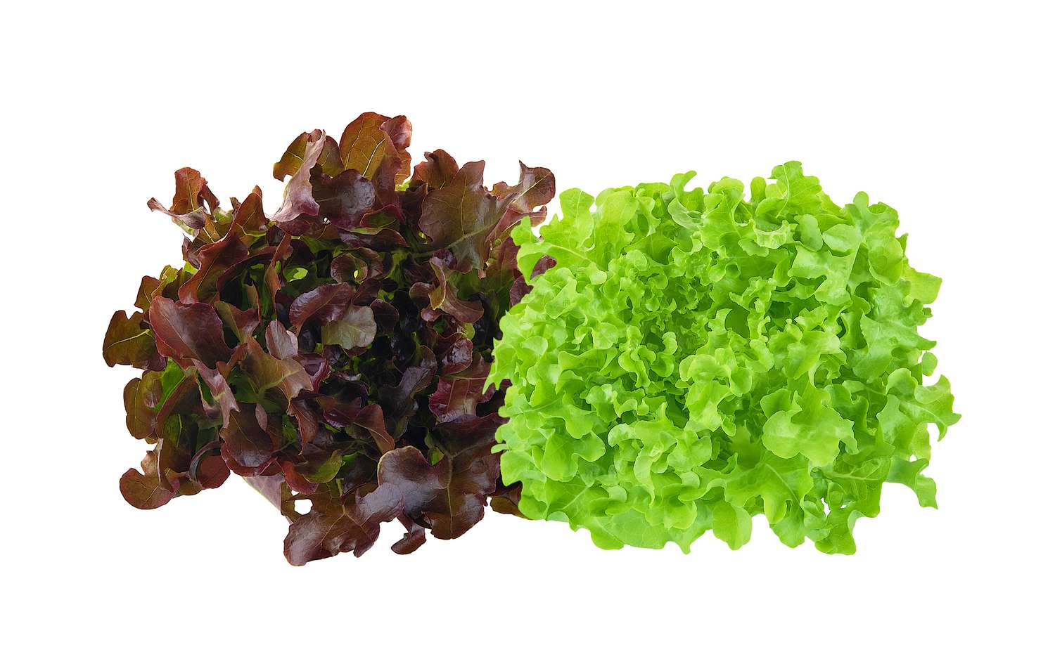 Looseleaf green and red lettuce varieties