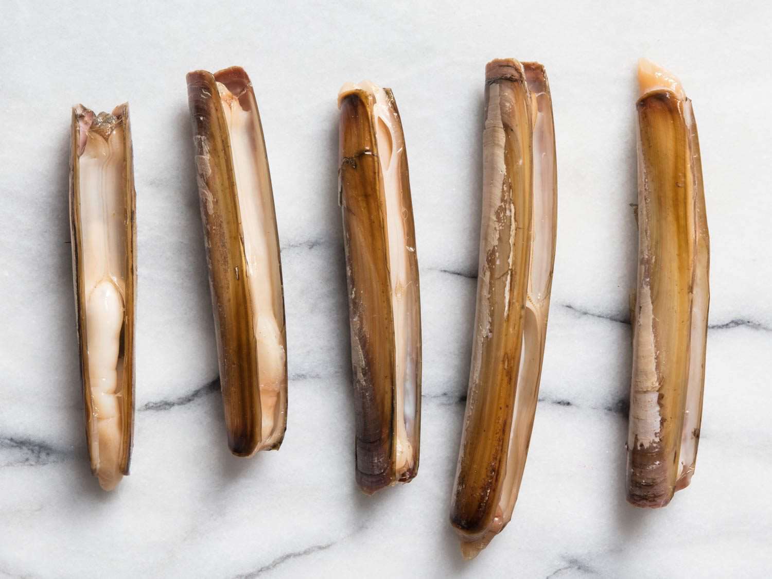 Five variations of Atlantic clams.