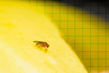 A small fruit fly on a yellow background with a green grid pattern