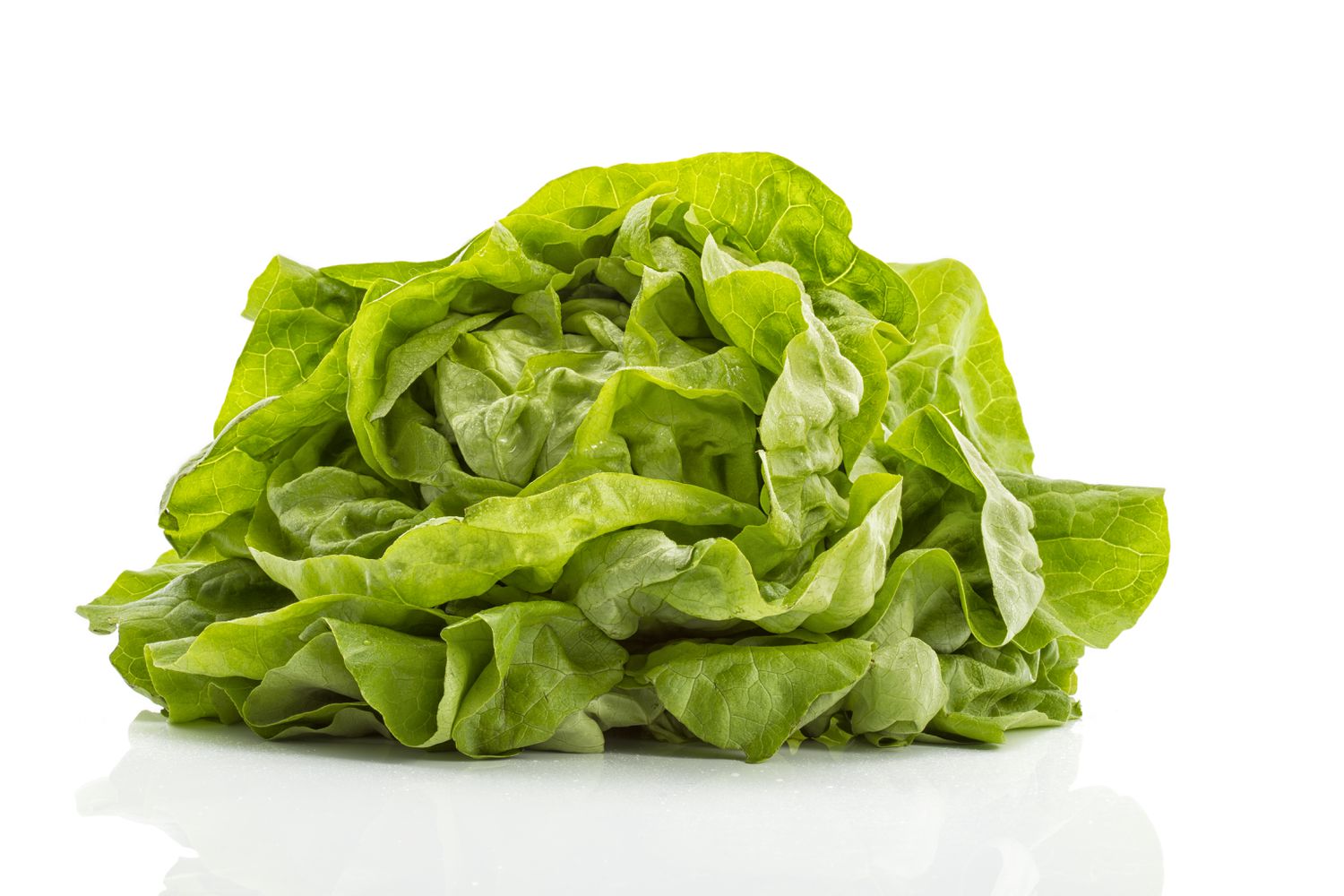 A head of lettuce with green leaves displayed on a white surface