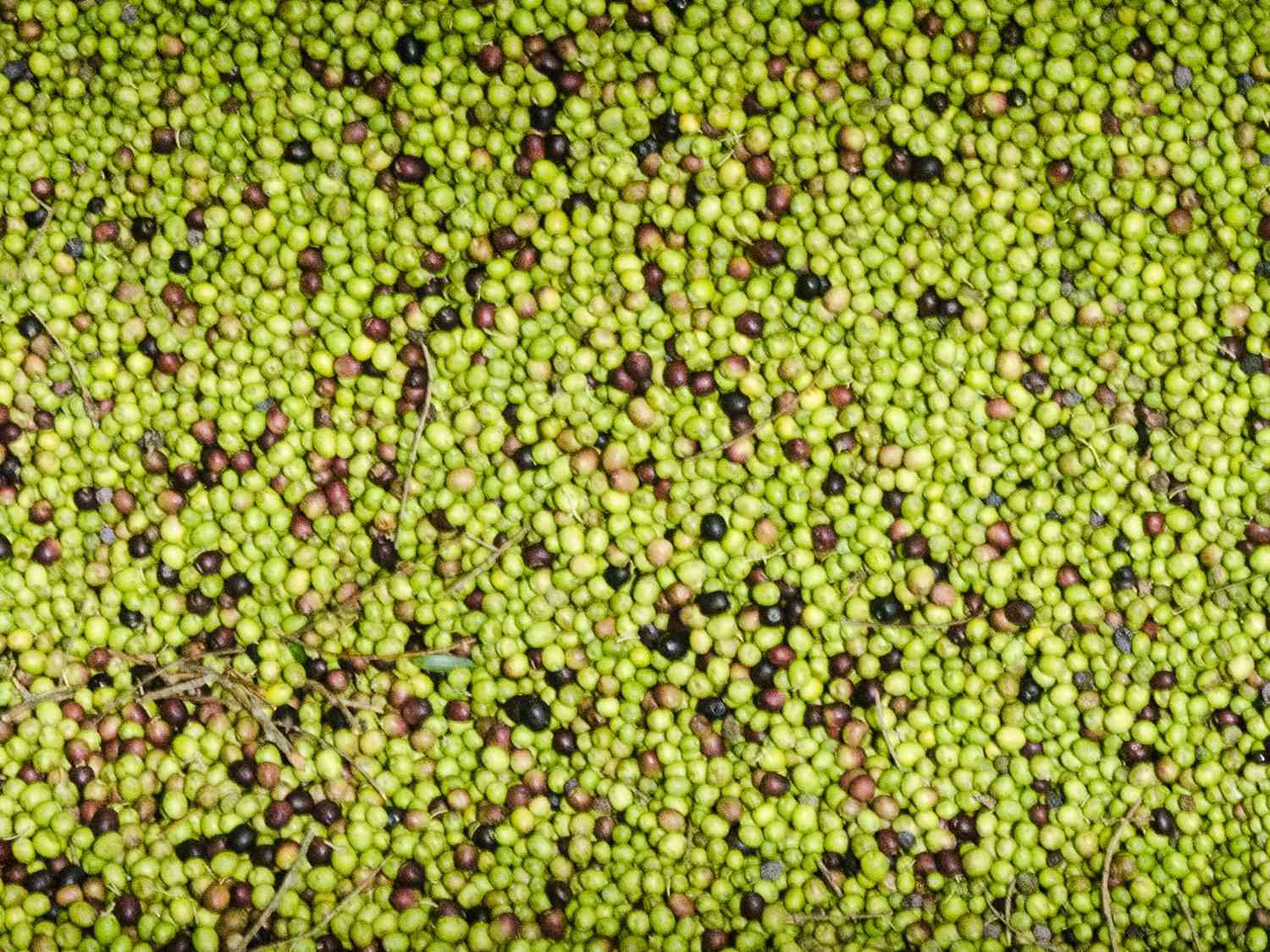 Freshly harvested olives